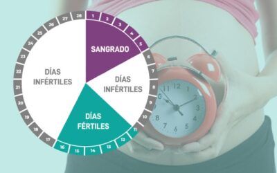 Calculadora de ovulación: ¿Cuándo debes buscar tu embarazo?